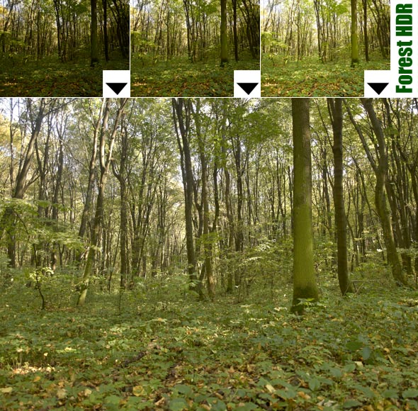 forest_hdr_title