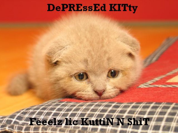 sad-kittie